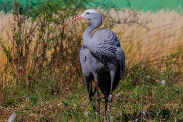 Blue Crane (Anthropoides paradiseus)