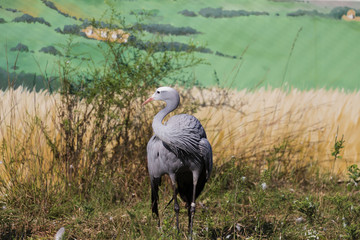 Blue Crane (Anthropoides paradiseus)