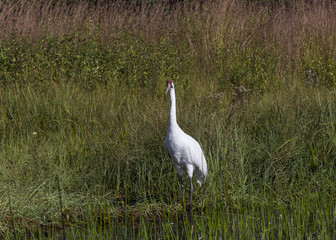 Whooping crane (Grus americana) it is one of only two crane species found in North America.