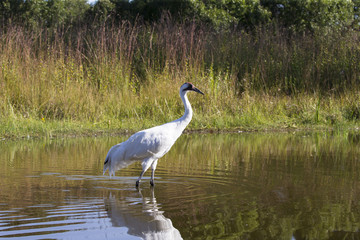 Whooping crane (Grus americana) it is one of only two crane species found in North America.