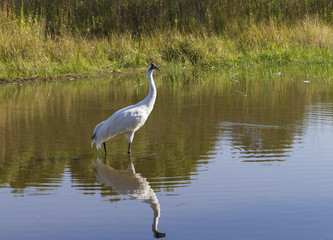 Whooping crane (Grus americana) it is one of only two crane species found in North America.