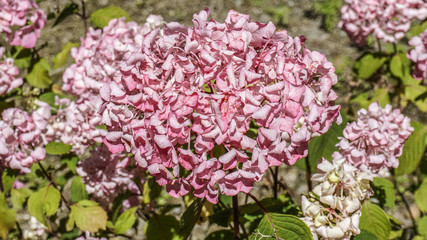 Hydrangea Macrophylla Tricolor 1.
