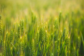 Fototapeta na wymiar Green field wheat close up