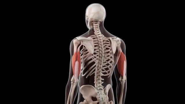 3d rendered medically accurate illustration of the triceps