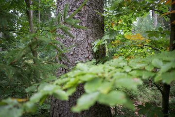 Fichtenstamm im Mischwald