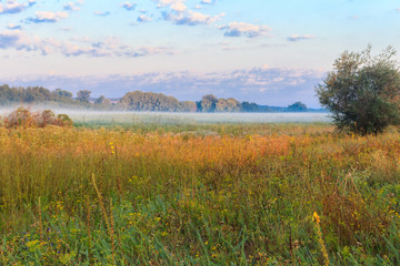 Summer landscape with green misty meadow, trees and sky. Fog on the grassland
