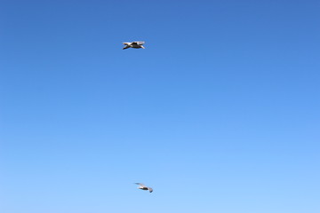 mer ciel oiseau bateau