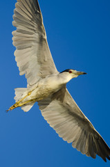 Black-Crowned Night Heron Flying in a Blue Sky