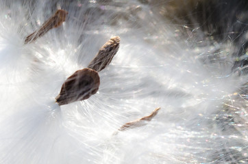 Fototapeta na wymiar Nature Abstract: Elegant White Milkweed Fibers Presenting Their Seeds