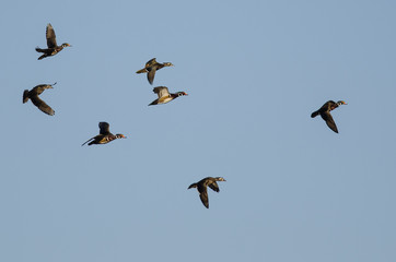Flock of Wood Ducks Flying in a Blue Sky