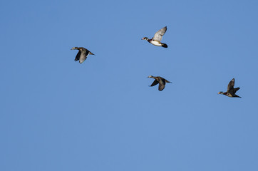 Flock of Wood Ducks Flying in a Blue Sky
