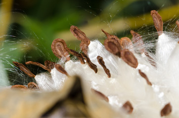 Nature Abstract: Elegant White Milkweed Fibers Presenting Their Seeds