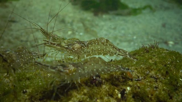 The accumulation of shrimp on the seabed in the Chen Sea, the Odessa Gulf. (Palaemon adspersus) commonly called Baltic prawn, is a species of shrimp that is frequent in the Black Sea