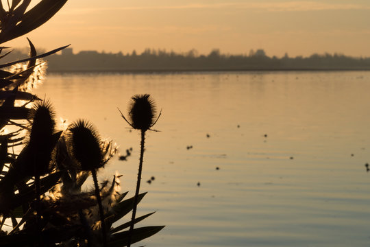 Black Silhouette of Typical Lake Vegetation against a Winter Sunset in the City of Mantua, Italy