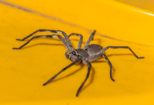 South Australian Huntsman spider resting on the (yellow) lid of a wheelie bin.