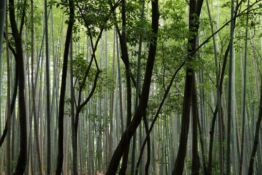 Bamboo trunks forming a graphical pattern of vertical lines in all shades of green depending on the light