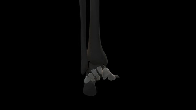3d rendered medically accurate illustration of the metatarsal bones
