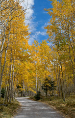 Fall color on the road