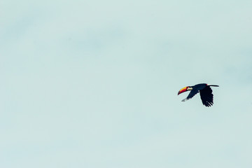Tukan © StephanSchumann