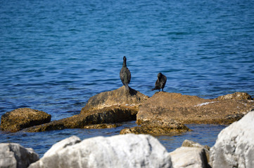 Vögel am Wasser