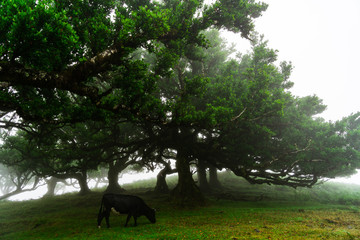 Schwarze Kuh im Lorbeerwald