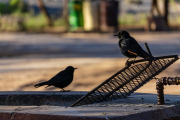 Red-shouldered Glossy Starling namibia