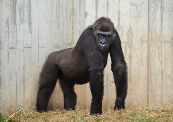 Western lowland gorilla.
