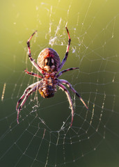 Spider wrapping bug on web