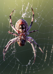 Spider wrapping bug on web