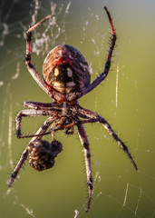 Spider wrapping bug on web