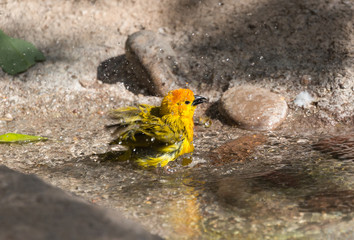 Taveta Golden Weaver