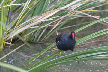 Waterfowl at a Lake