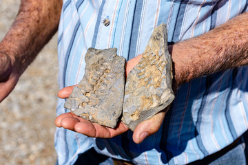 dinosaur fossil hand man © Christopher