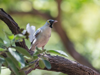 Wattled Starling