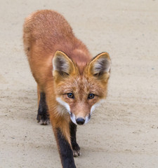 Juvenile Red Fox
