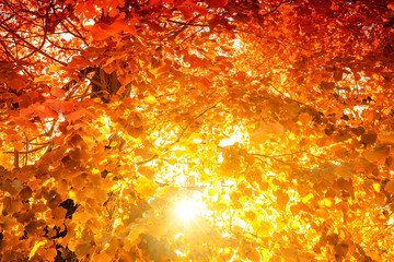 Bunte Blätter in dem Baumkronen - der Herbst und seine bunten Farben