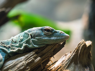 Green Lizard on a log