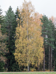 Birch with yellowing leaves in a forest glade