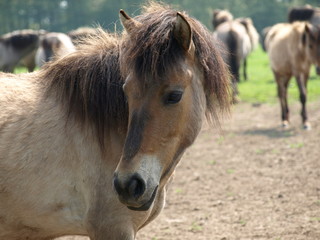 Obraz premium Wildpferde