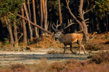 Red deer stag in the rutting season in the Hoge Veluwe National Park in the Netherlands