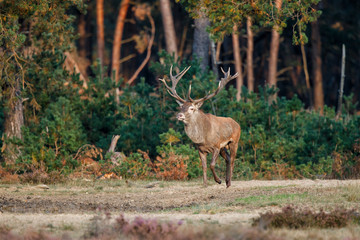 Red deer stag in the rutting season in the Hoge Veluwe National Park in the Netherlands