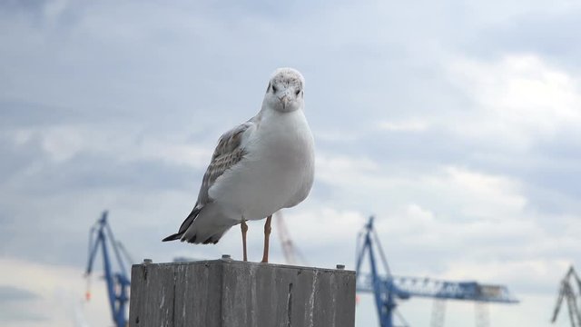 Close up shot of a seagull resting on a harbour pole