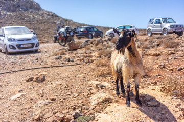 Mountain goat in the parking lot near the beach Balos, Crete