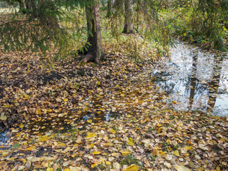 Stream in a forest with fallen leaves