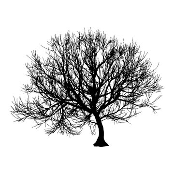 Black dry tree winter or autumn silhouette on white background. Vector eps10 illustration