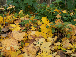 Fallen autumn leaves on the ground