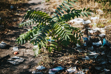 plastic trash surrounding a young tree in the city