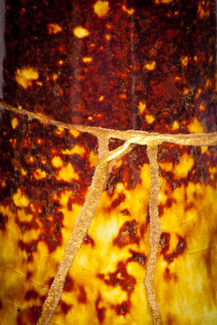This is part of a vase I repaired with the Japanese art form of kintsugi with gold powder and urushi lacquer that was in 17 pieces when I started.