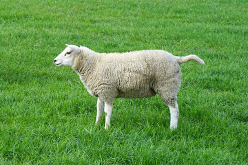 Sheep in a meadow on green grass. 