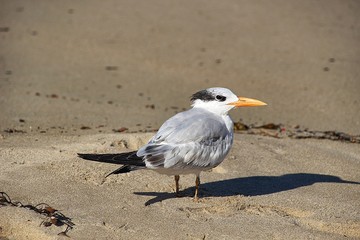 Our Tern